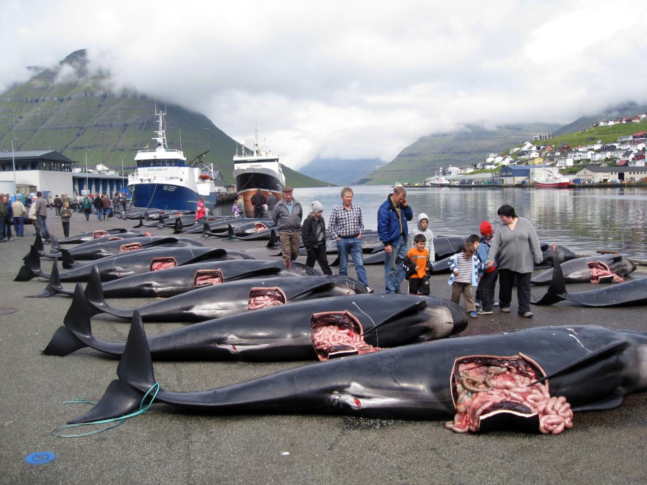 Sea Shepherd Aktion Undercover Faroerer Inseln